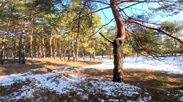 Degelo Primavera Neve Derrete Floresta Sombras Neve Primeira Primavera Grama — Vídeo de Stock