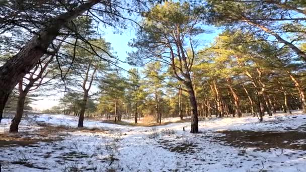 Весенняя Оттепель Лесу Тает Снег Тени Снегу Первая Весенняя Трава — стоковое видео