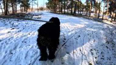 walk with the dog. dog on a leash. black terrier. big furry dog. dog walks in the snow.