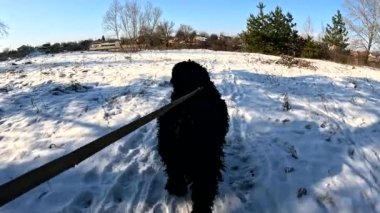 walk with the dog. dog on a leash. black terrier. big furry dog. dog walks in the snow.