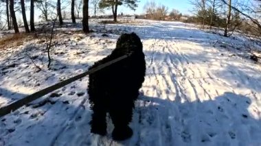 walk with the dog. dog on a leash. black terrier. big furry dog. dog walks in the snow.