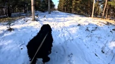 walk with the dog. dog on a leash. black terrier. big furry dog. dog walks in the snow.