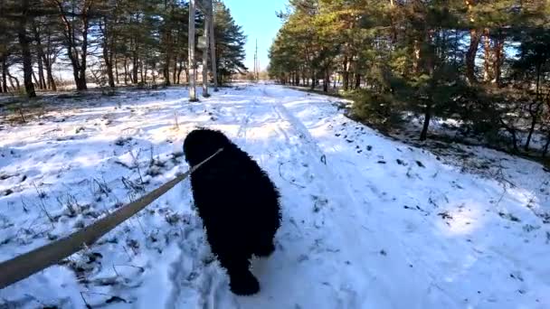 Гулять Собакой Собака Поводке Черный Терьер Большая Пушистая Собака Собака — стоковое видео