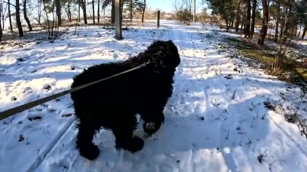 Ходити Собакою Собака Повідку Чорний Тер Великий Пухнастий Собака Собака — стокове відео