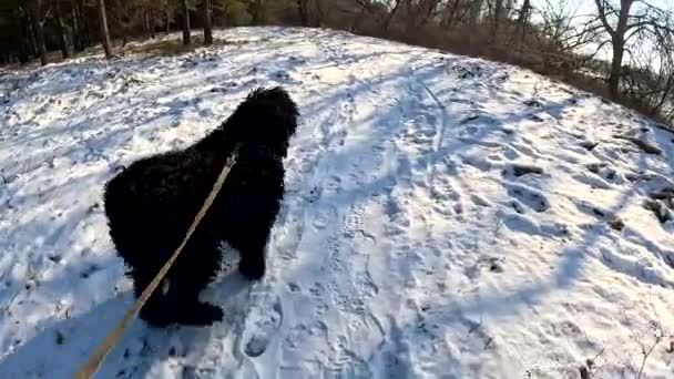 Walk Dog Dog Leash Black Terrier Big Furry Dog Dog — Vídeo de Stock