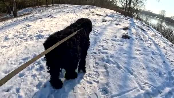 Walk Dog Dog Leash Black Terrier Big Furry Dog Dog — Video Stock