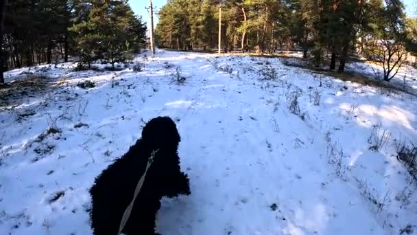 和狗一起走 把狗拴在皮带上 大毛茸茸的狗 狗在雪中散步 — 图库视频影像