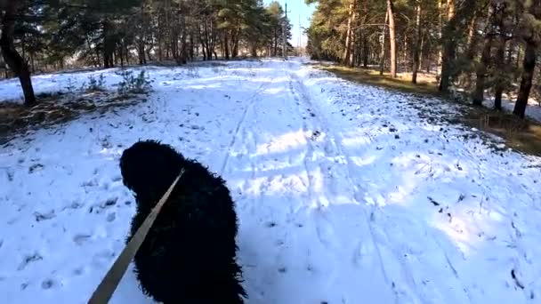 Walk Dog Dog Leash Black Terrier Big Furry Dog Dog — Stock Video