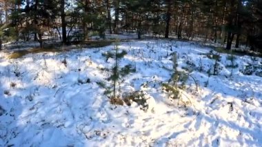 young pines in the snow. winter forest. very small firs. conifers in winter. Among the pine trees, skiers pass along the track