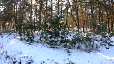 Genç çamlar karda. Kış ormanı Çok küçük köknarlar. Kışın kozalaklı ağaçlar. Çam ağaçlarının arasından kayakçılar geçiyor