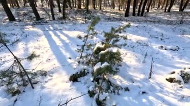 young pines in the snow. winter forest. very small firs. conifers in winter. Among the pine trees, skiers pass along the track