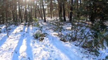young pines in the snow. winter forest. very small firs. conifers in winter. Among the pine trees, skiers pass along the track