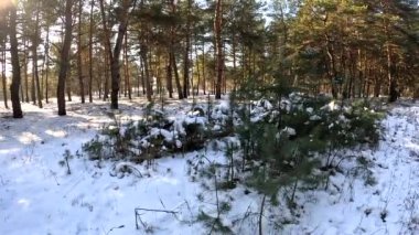 young pines in the snow. winter forest. very small firs. conifers in winter. Among the pine trees, skiers pass along the track