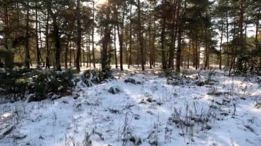 young pines in the snow. winter forest. very small firs. conifers in winter. Among the pine trees, skiers pass along the track
