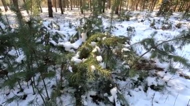 young pines in the snow. winter forest. very small firs. conifers in winter. Among the pine trees, skiers pass along the track