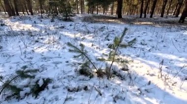 Genç çamlar karda. Kış ormanı Çok küçük köknarlar. Kışın kozalaklı ağaçlar. Çam ağaçlarının arasından kayakçılar geçiyor