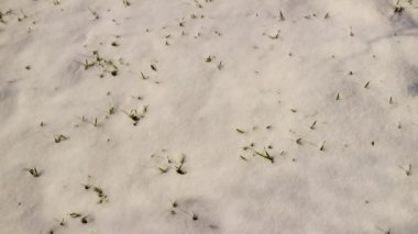 first stalks of grass in spring. grass from under the snow. spring. thaw. snow is melting. grass and snow.
