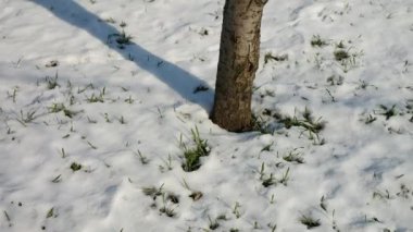 İlkbaharda ilk ot sapları. Karların altındaki çimenler. Bahar. Buzlar çözüldü. Kar eriyor. çimen ve kar.