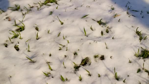 Primeros Tallos Hierba Primavera Hierba Debajo Nieve Primavera Descongelar Nieve — Vídeos de Stock