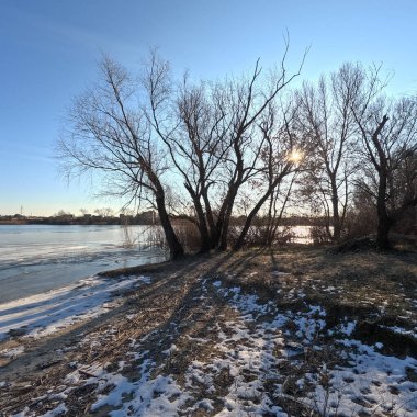 tree shadow. sun through the branches. tree on the coast. winter landscape. old branched tree. winter landscape. natural landscape. Ukraine.