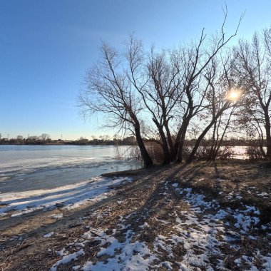 tree shadow. sun through the branches. tree on the coast. winter landscape. old branched tree. winter landscape. natural landscape. Ukraine.