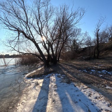 tree shadow. sun through the branches. tree on the coast. winter landscape. old branched tree. winter landscape. natural landscape. Ukraine.