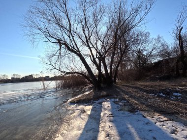 tree shadow. sun through the branches. tree on the coast. winter landscape. old branched tree. winter landscape. natural landscape. Ukraine.