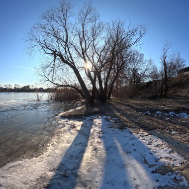 tree shadow. sun through the branches. tree on the coast. winter landscape. old branched tree. winter landscape. natural landscape. Ukraine.