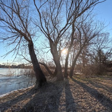 tree shadow. sun through the branches. tree on the coast. winter landscape. old branched tree. winter landscape. natural landscape. Ukraine.
