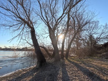 tree shadow. sun through the branches. tree on the coast. winter landscape. old branched tree. winter landscape. natural landscape. Ukraine.
