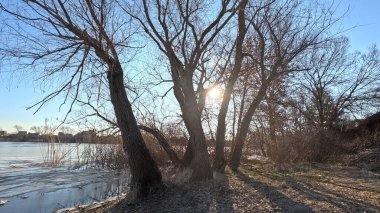 tree shadow. sun through the branches. tree on the coast. winter landscape. old branched tree. winter landscape. natural landscape. Ukraine.