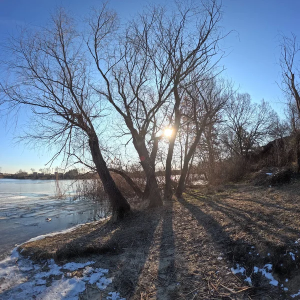 tree shadow. sun through the branches. tree on the coast. winter landscape. old branched tree. winter landscape. natural landscape. Ukraine.