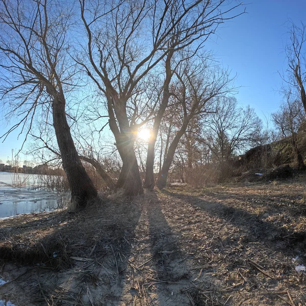tree shadow. sun through the branches. tree on the coast. winter landscape. old branched tree. winter landscape. natural landscape. Ukraine.