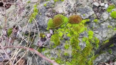 green moss on the stone. gray stone and moss. moss on the ground.