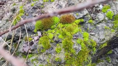 green moss on the stone. gray stone and moss. moss on the ground.