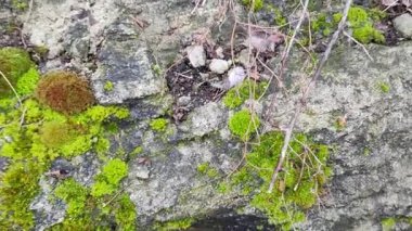 green moss on the stone. gray stone and moss. moss on the ground.