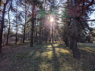 spring forest. the first spring grass in the forest. shadows from trees. Morning in a pine forest. sun rays and trees. walk in nature. natural landscape. tall pines. spring dawn.