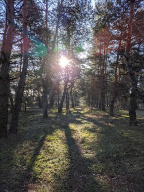 spring forest. the first spring grass in the forest. shadows from trees. Morning in a pine forest. sun rays and trees. walk in nature. natural landscape. tall pines. spring dawn.