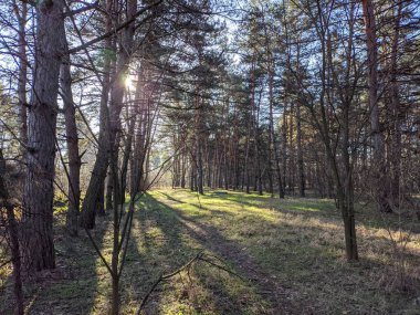 spring forest. the first spring grass in the forest. shadows from trees. Morning in a pine forest. sun rays and trees. walk in nature. natural landscape. tall pines. spring dawn.