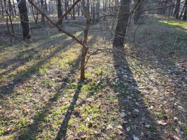 spring forest. the first spring grass in the forest. shadows from trees. Morning in a pine forest. sun rays and trees. walk in nature. natural landscape. tall pines. spring dawn.