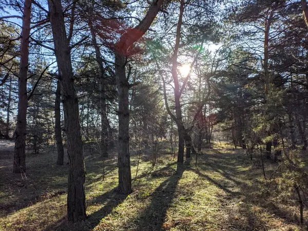 Spring Forest First Spring Grass Forest Shadows Trees Morning Pine — Stockfoto