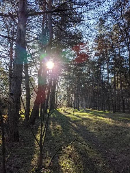 Frühlingswald Das Erste Frühlingsgras Wald Schatten Von Bäumen Morgen Einem — Stockfoto