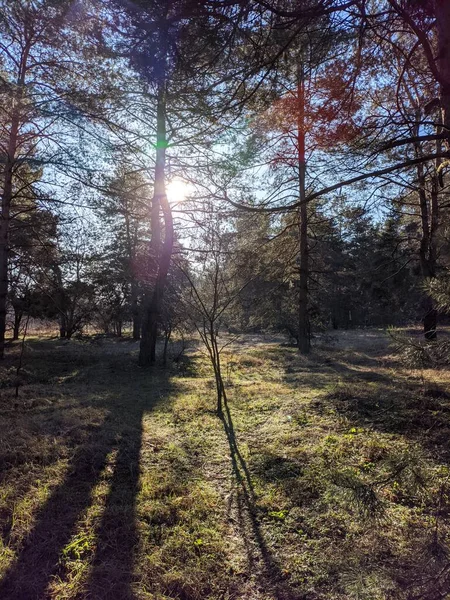 春の森 森の最初の春草だ 木の影 松の森の中で朝 太陽光線と木 自然の中を歩いて 自然の風景 背の高い松 春の夜明け — ストック写真