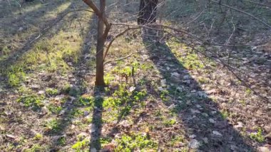 spring forest. the first spring grass in the forest. shadows from trees. Morning in a pine forest. sun rays and trees. walk in nature. natural landscape. tall pines. spring dawn.