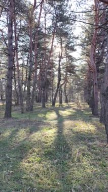 spring forest. the first spring grass in the forest. shadows from trees. Morning in a pine forest. sun rays and trees. walk in nature. natural landscape. tall pines. spring dawn.