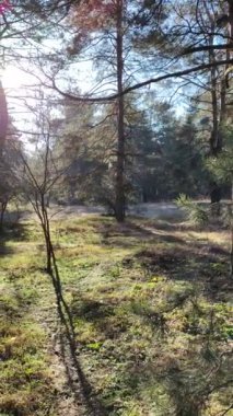 spring forest. the first spring grass in the forest. shadows from trees. Morning in a pine forest. sun rays and trees. walk in nature. natural landscape. tall pines. spring dawn.