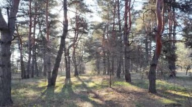 bahar ormanı. Ormandaki ilk bahar çimeni. Ağaçların gölgesi. Çam ormanında bir sabah. Güneş ışınları ve ağaçlar. Doğa yürüyüşü. Doğal manzara. Uzun çamlar. bahar şafağı.