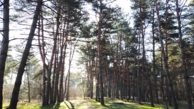 bahar ormanı. Ormandaki ilk bahar çimeni. Ağaçların gölgesi. Çam ormanında bir sabah. Güneş ışınları ve ağaçlar. Doğa yürüyüşü. Doğal manzara. Uzun çamlar. bahar şafağı.
