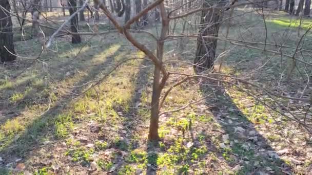 Весняний Ліс Перша Весняна Трава Лісі Тіні Дерев Ранок Сосновому — стокове відео