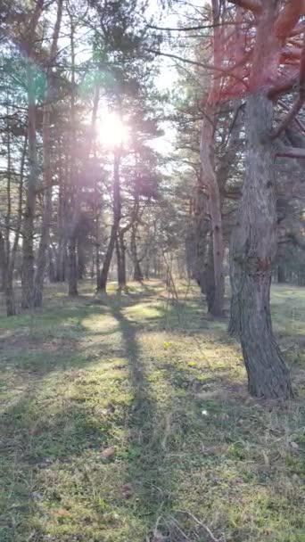 Frühlingswald Das Erste Frühlingsgras Wald Schatten Von Bäumen Morgen Einem — Stockvideo